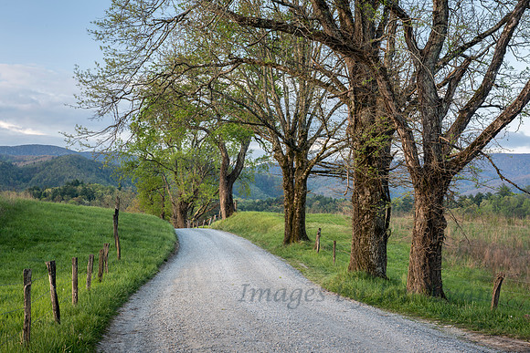Trees on a Path