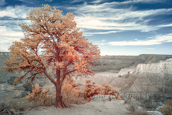 Juniper in Grand Canyon