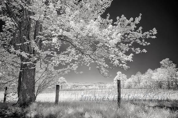 Leaves of Spring