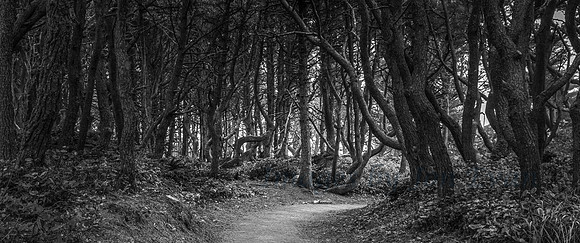 We Follow the Path